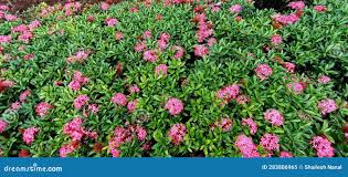 Image result for Ixora nana