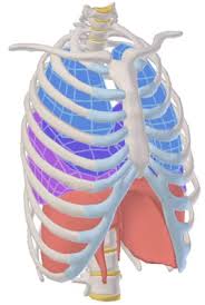 Position of lungs in rib cage. Self Care For Sticky Lungs Sundown Healing Arts