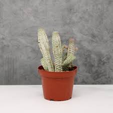 Image result for Euphorbia epicyparissias