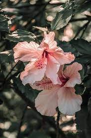 Hibiscus Flower Nature Photography Ingrid Beddoes Photography Wallpaper Nature Flowers Spring Flowers Photography Flowers Photography Wallpaper