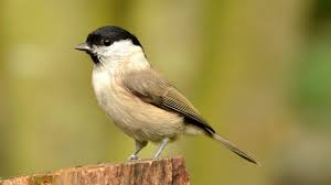 Meise, flemish brabant, belgium weather conditionsstar_ratehome. Sumpfmeise Futter Nisthilfen Sumpfmeisen Anlocken Ansiedeln Sumpfmeise Meise Nonnenmeise