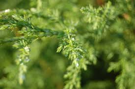 Image result for Juniperus procera