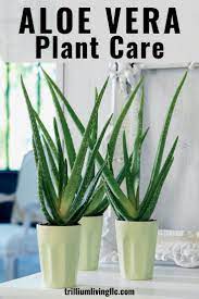 How To Keep Your Aloe Vera Beautiful Trillium Living Aloe Vera Plant Plant Care Plants