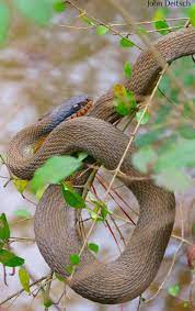 First, let's start off by looking at the 3 species of rattlesnakes found in georgia. Red Bellied Watersnake Georgia Wildlife Federation