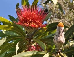 Image result for Protea gaguedi