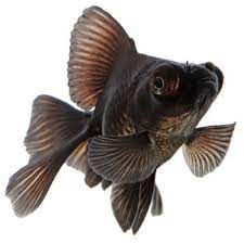 The black goldfish now glittered faintly in the darkness. Black Moor Goldfish A Telescopic Eyed Fancy Goldfish Variety