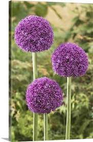 Onion Allium Sp Ambassador Variety Flowers Flower Prints Art Onion Flower Flowers