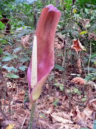 Image result for Anchomanes