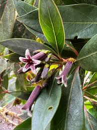 Image result for Cinchona