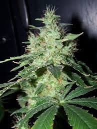 Maybe you would like to learn more about one of these? Growing Testing Grow Reviews Himalaya Gold 150w Hps Green House Seed Company Buy Cannabis Seeds Online