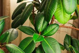 Image result for ficus elastica flower