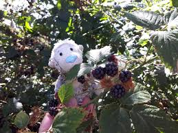 Blackberry picking 🐵😁
