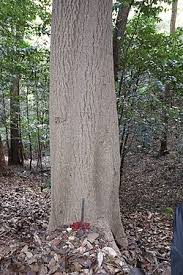 Image result for Micrococca