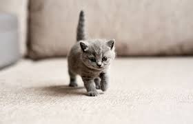 4030, 28450 joy rd, livonia, mi 48150. Services Vet In Livonia Livonia Veterinary Hospital