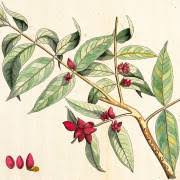 Image result for Pachylobus edulis