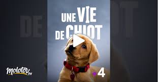 Maybe you would like to learn more about one of these? Une Vie De Chiot En Streaming Molotov Tv