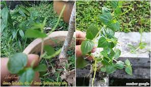 Khasiat daun sup untuk ginjal, khasiat daun sup untuk darah tinggi, daun sup in english, khasiat antara khasiat daun sup yang juga dikenali sebagai apium graveolens di dalam bahasa inggeris ini. Resepi Salad Dengan Pokok Kekabu Air Iamfuzy Com