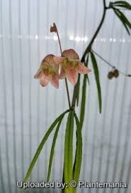 Image result for Adenia stenodactyla