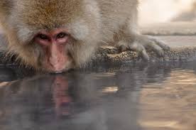 Monkey b virüsü tedavisi ve belirtileri merak konusu oldu. Xzpxn68momeeym