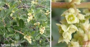 Image result for Searsia tenuinervis