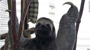 Pin On Ugliest Animal