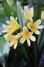 Image result for Clivia miniata