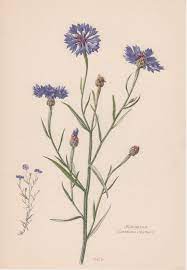 1954 Cornflower Centaurea Cyanus Vintage Lithograph Botanical Print Kornblume Boutonniere Flower Cyani Flower Botany Flora Illustration Botanical Prints Flower Illustration Botanical Drawings
