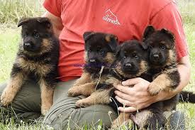 German shepherd puppies 2 males. German Shepherd Puppies For Sale Craigslist Nc