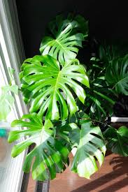 Monstera plants love to climb and vine. Monstera Deliciosa Care Guide Growing Monstera Deliciosa Indoors