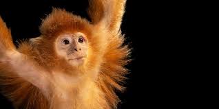 Galleries - Joel Sartore