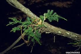 Image result for Juniperus procera