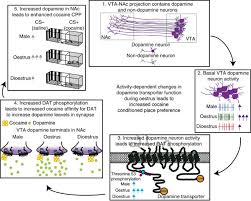 How do you help addicts? Dopaminergic Dynamics Underlying Sex Specific Cocaine Reward Nature Communications