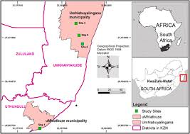 Image result for Salacia kraussii