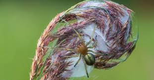 Image result for yellow sac spider bite skin