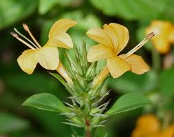 Image result for Barleria spinulosa