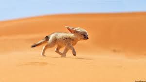 ผลการค้นหารูปภาพสำหรับ รูป fennec Fox