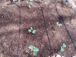 It is important to have the soil moist, not flooded. Watering Your Garden Longbourn Farm