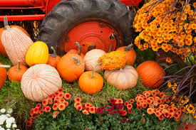 4.7 out of 5 stars. Garden Ideas For Thanksgiving 9 Amazing Garden Design Ideas
