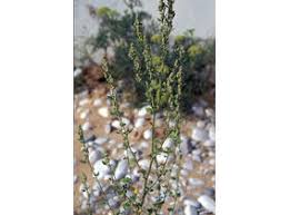 Image result for Chenopodium opulifolium