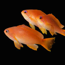 Image result for Kotschya sp.no.A