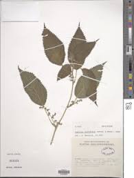 Image result for Laportea ovalifolia