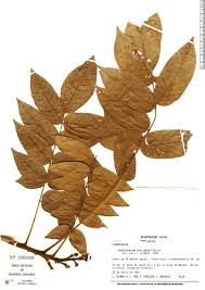 Image result for Centrolobium