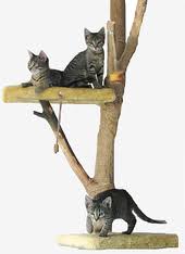 Votre chat passe son temps à observer avec envie ce qu'il se passe à l'extérieur et il fait ses griffes sur votre mobilier ? Arbre A Chat Wikipedia