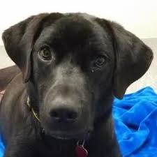 Available Pets At Almost Home Foundation In Elk Grove Village Illinois Elk Grove Village Pets Elk Grove