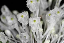 Image result for Podangis dactyloceras