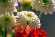 How To Collect Mum Seeds Mum Seeds Mums Flowers Summer Flowers Garden
