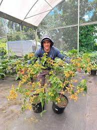 Image result for Mussaenda