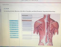 The levator scapulae is located at the back and side of the neck. Solved Boczuol Ut Fall 2019 Course Home Chegg Com