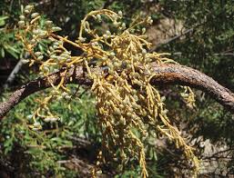 Image result for Viscum littorum