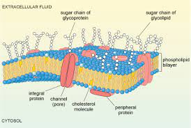 Jan 01, 2017 · cell membrane. A Tour Of The Cell 4 1 Cell Surfaces Openlearn Open University S294 1